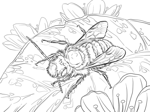 Red Mason Bee Coloring Page